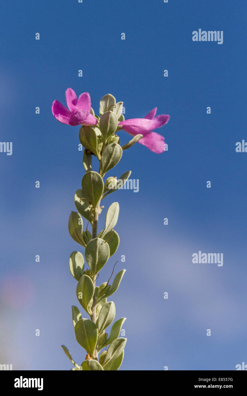 Purple Sage in fiore nel parco nazionale di Big Bend. Foto Stock