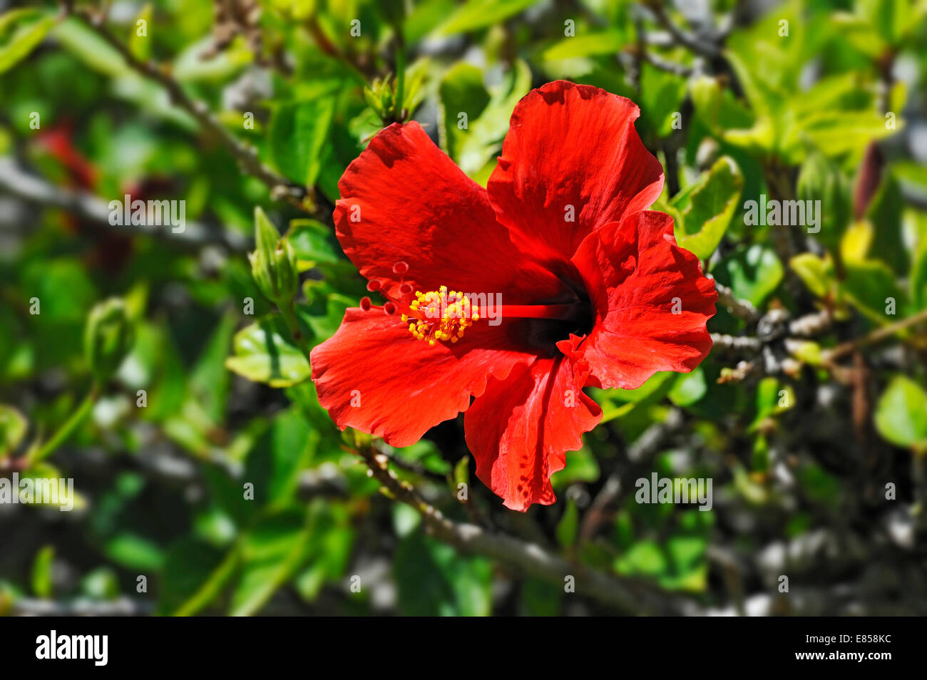 Rosso di fiori di ibisco (Hibiscus), a Windhoek, Namibia Foto Stock