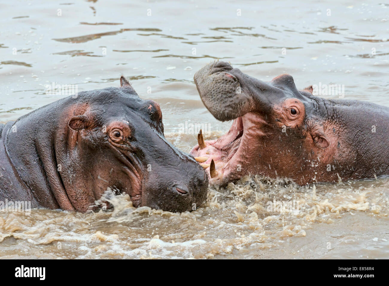 Ippopotami (Hippopotamus amphibius), Serengeti, Tanzania Foto Stock