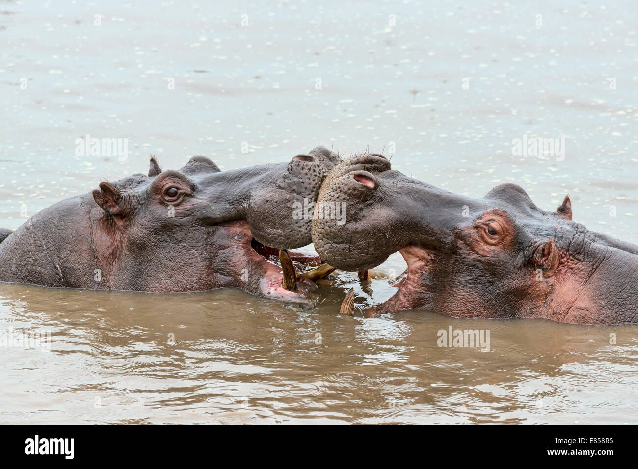 Ippopotami (Hippopotamus amphibius), Serengeti, Tanzania Foto Stock