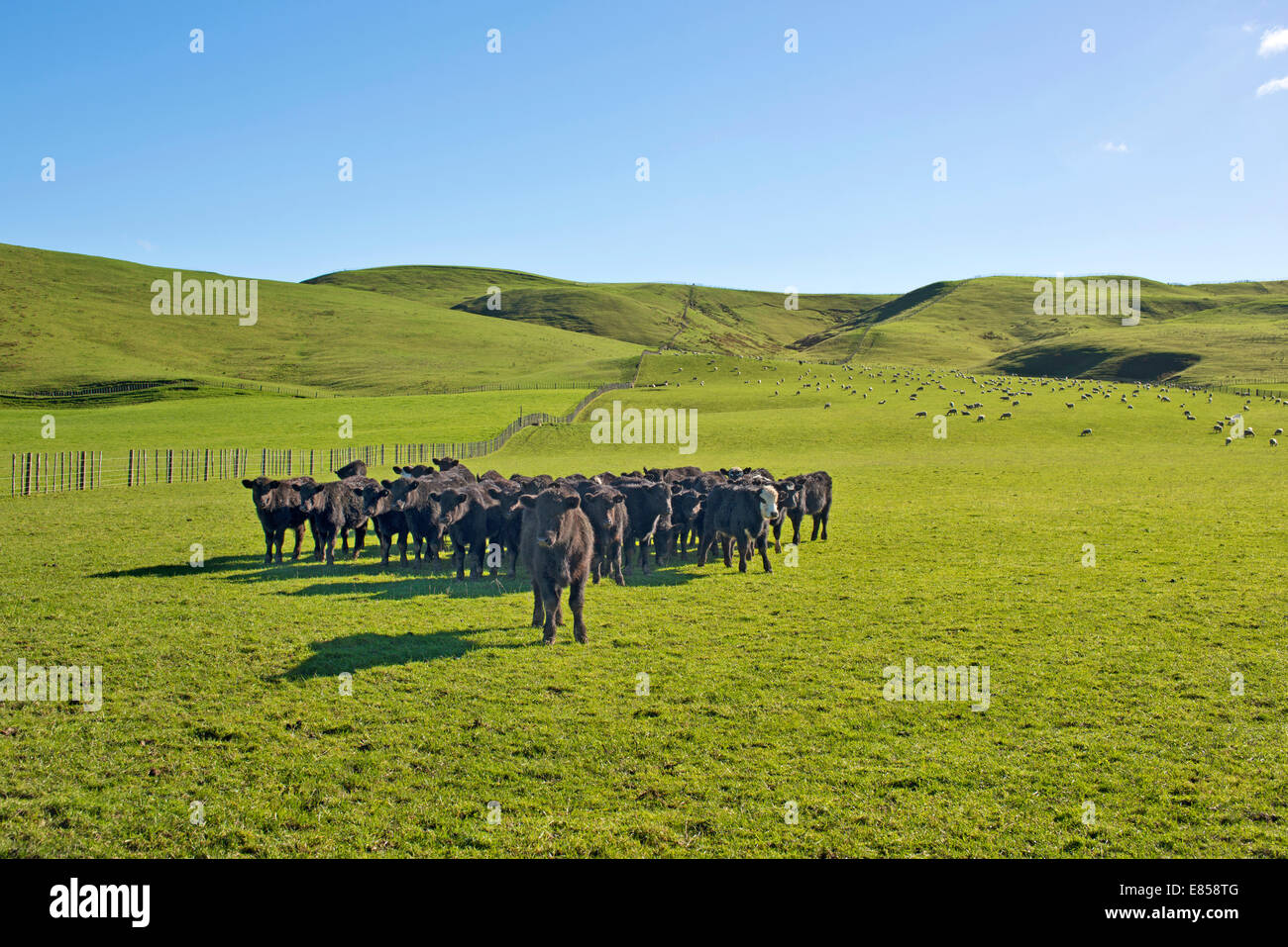 Brown vacche su un verde pascolo, Gisborne Regione, Isola del nord, Nuova Zelanda Foto Stock