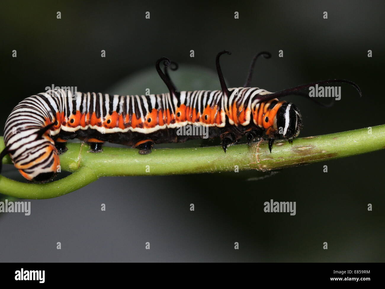 Dall'aspetto esotico caterpillar del corvo comune butterfly a.k.a. Comuni indiana o corvo australiano (Euploea core) Foto Stock