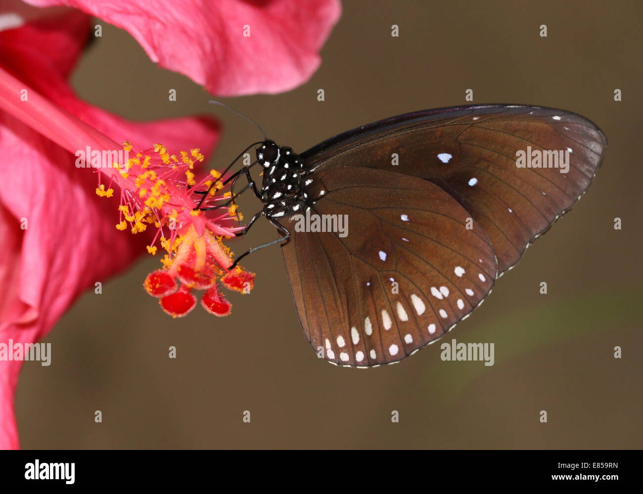 Il corvo comune butterfly a.k.a. Comuni indiana o corvo australiano (Euploea core) rovistando in un gigante rosso fiori di ibisco Foto Stock