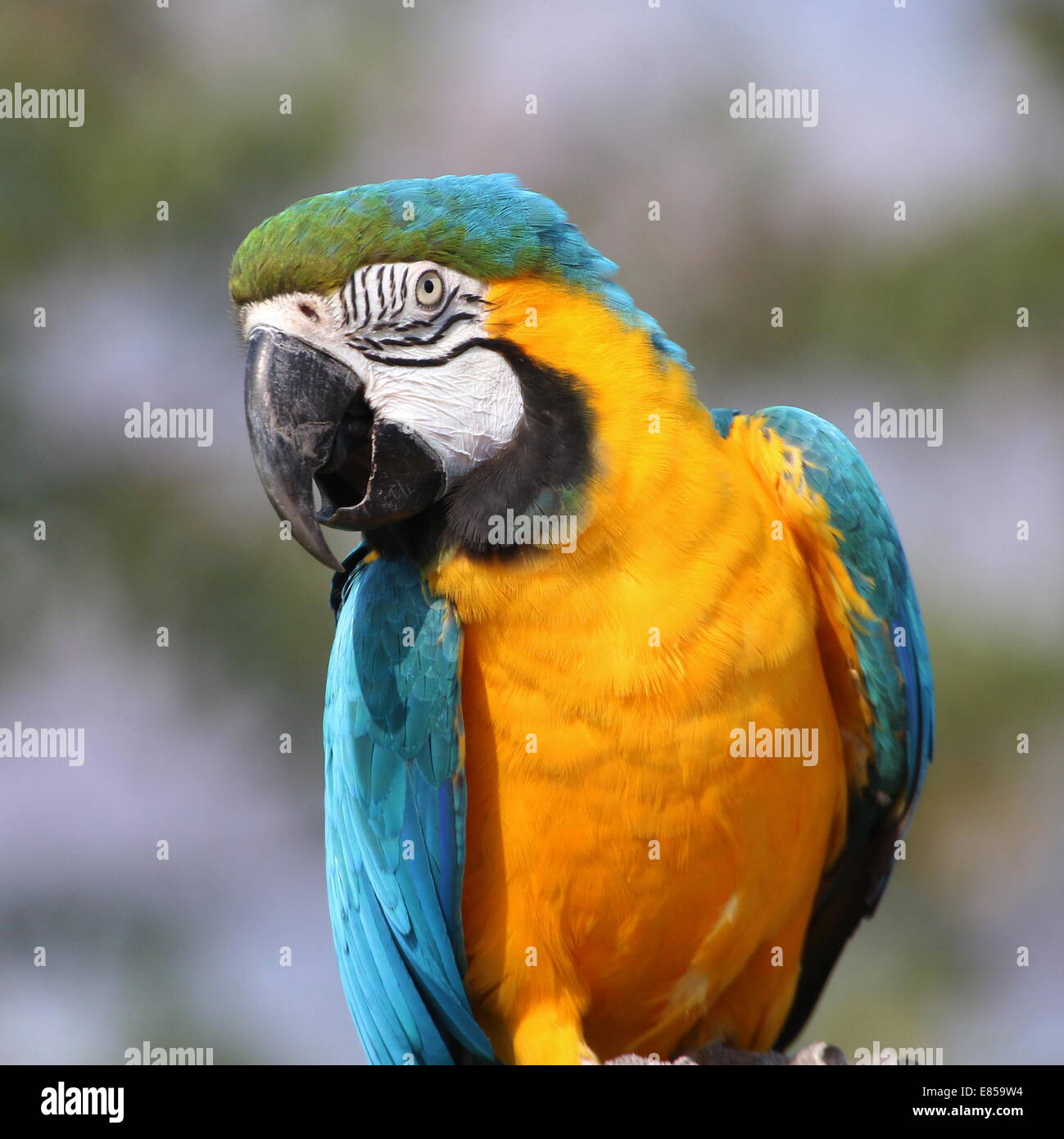Blu-giallo macaw (Ara ararauna) close-up di profilo in una posa cheeky Foto Stock