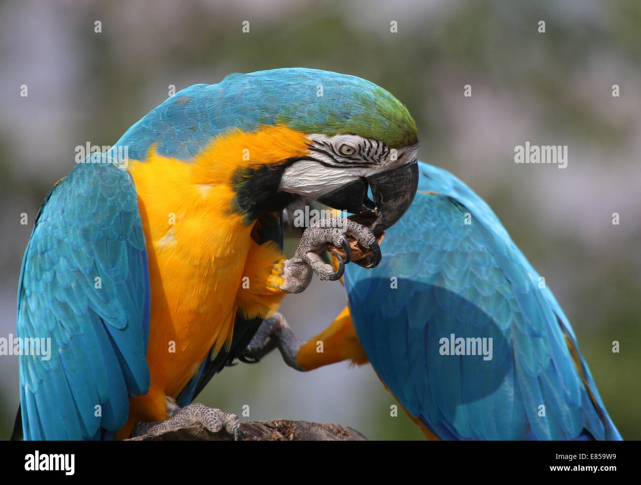 Blu-giallo macaw (Ara ararauna) close-up, mentre mangia un dado Foto Stock