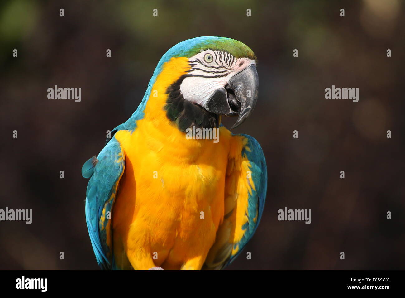 Blu-giallo macaw (Ara ararauna) close-up di profilo Foto Stock
