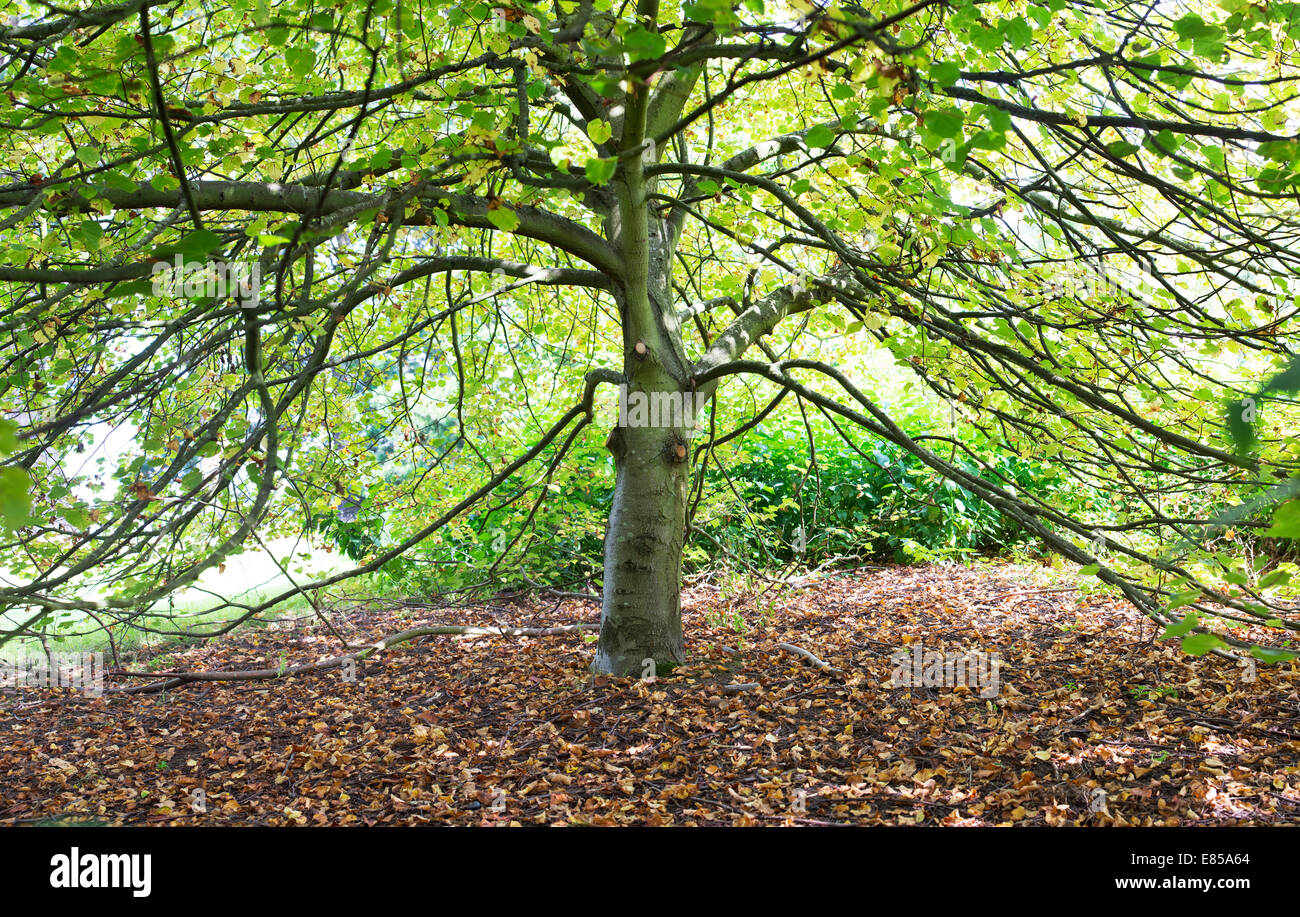 Tilia cordata 'Inverno arancione". Piccolo lasciava Lime Tree Foto Stock