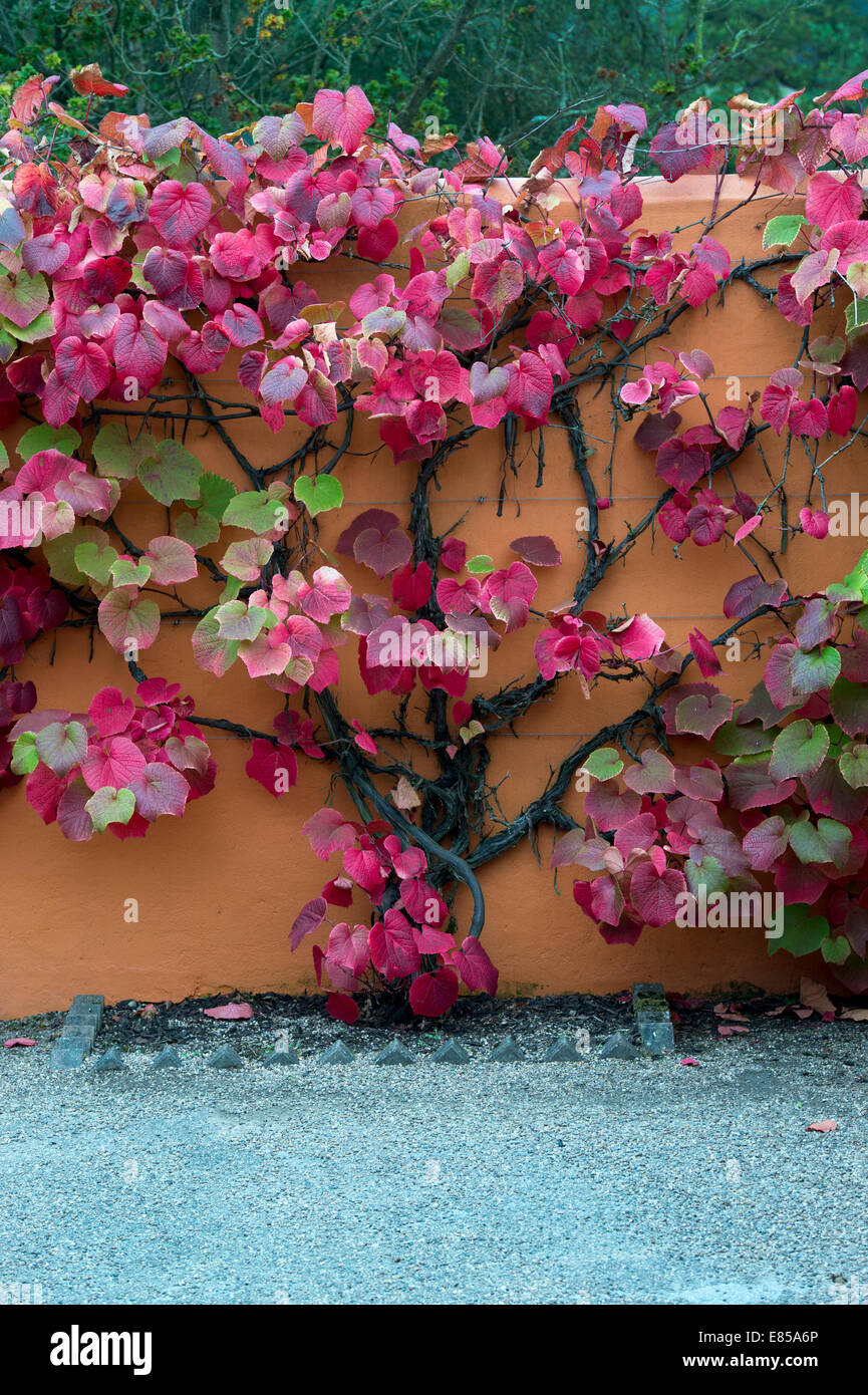 Vitis coignetiae. Crimson gloria di foglie di vite in autunno Foto Stock