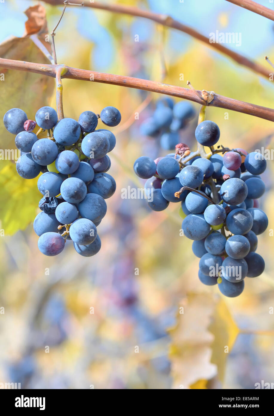 I grappoli di vino rosso uve appendere un vitigno Foto Stock