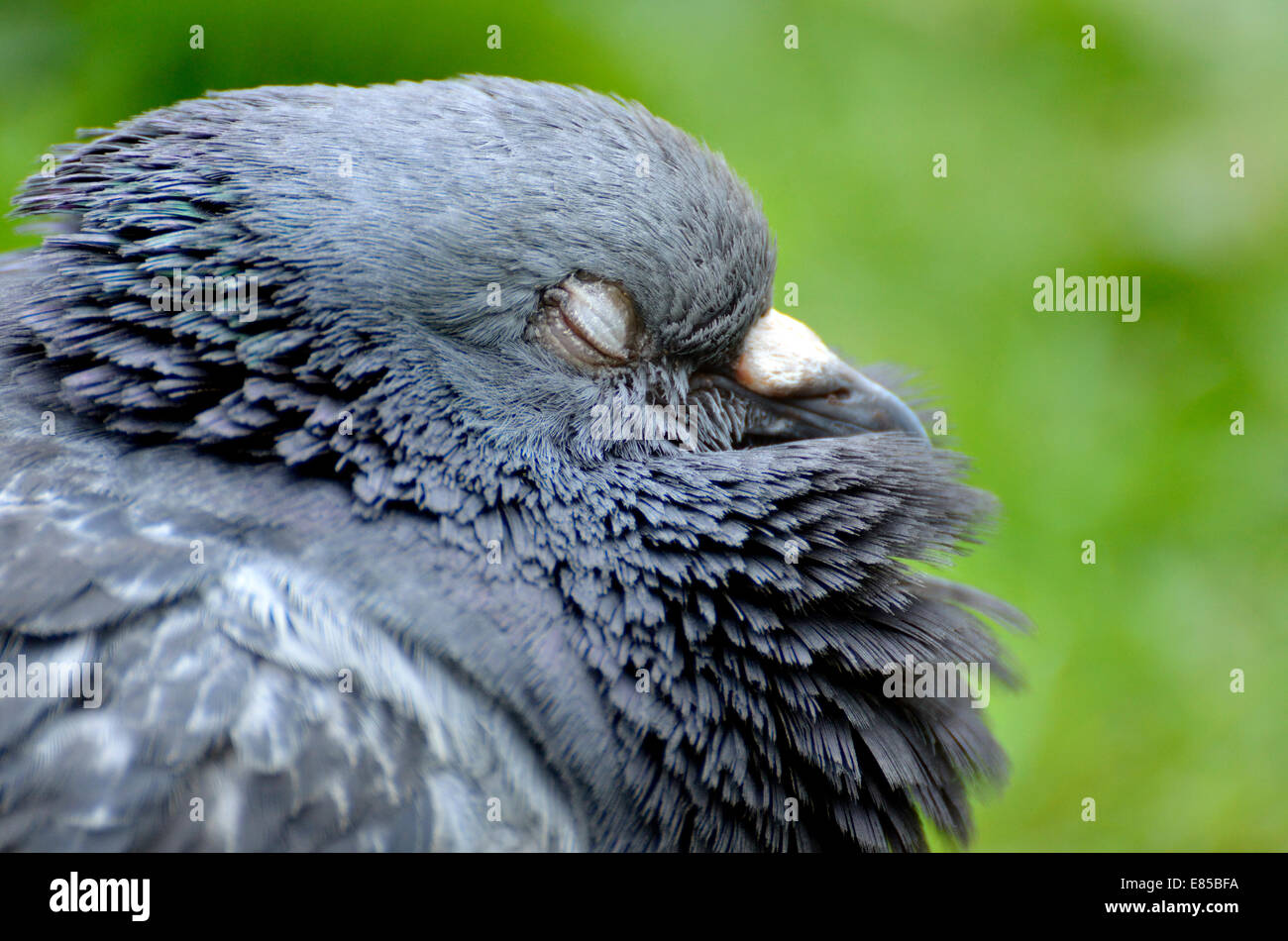 Il piccione di Londra (piccioni selvatici; Columba livia domestica) nel parco verde. Close-up di testa Foto Stock
