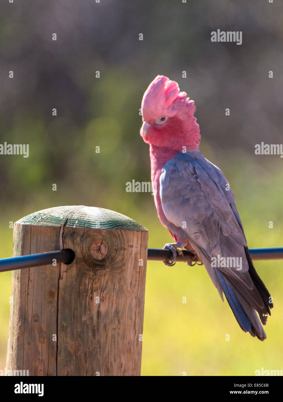 Galah, Eolophus roseicapillus Foto Stock