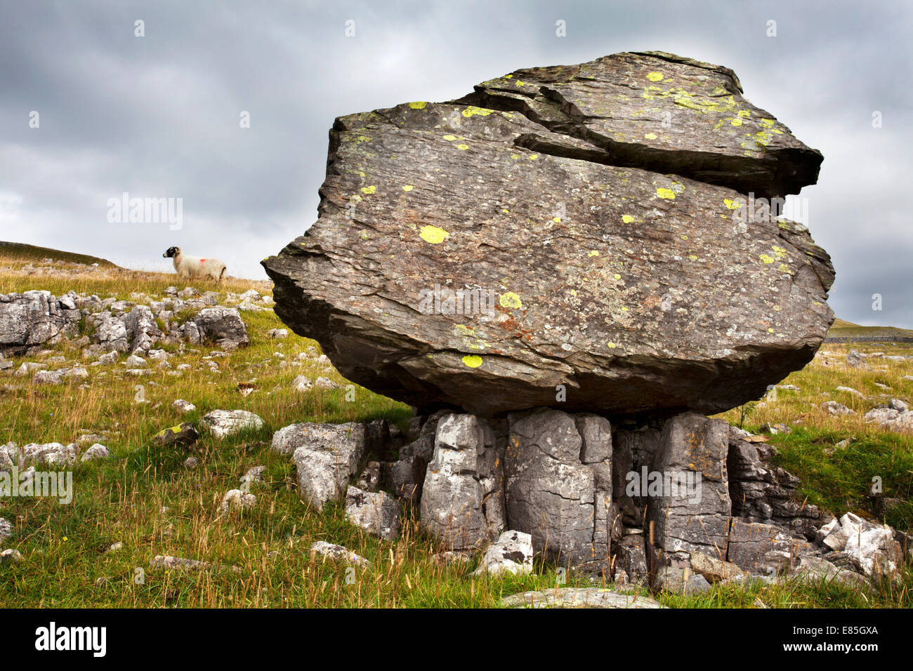 Tre zampe masso erratico a Norber vicino Austwick Crummackdale Yorkshire Dales Inghilterra Foto Stock