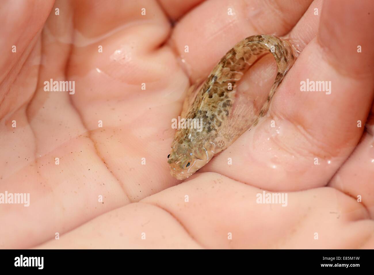 Piccolo pesce di mare nelle mani dell'uomo Foto Stock