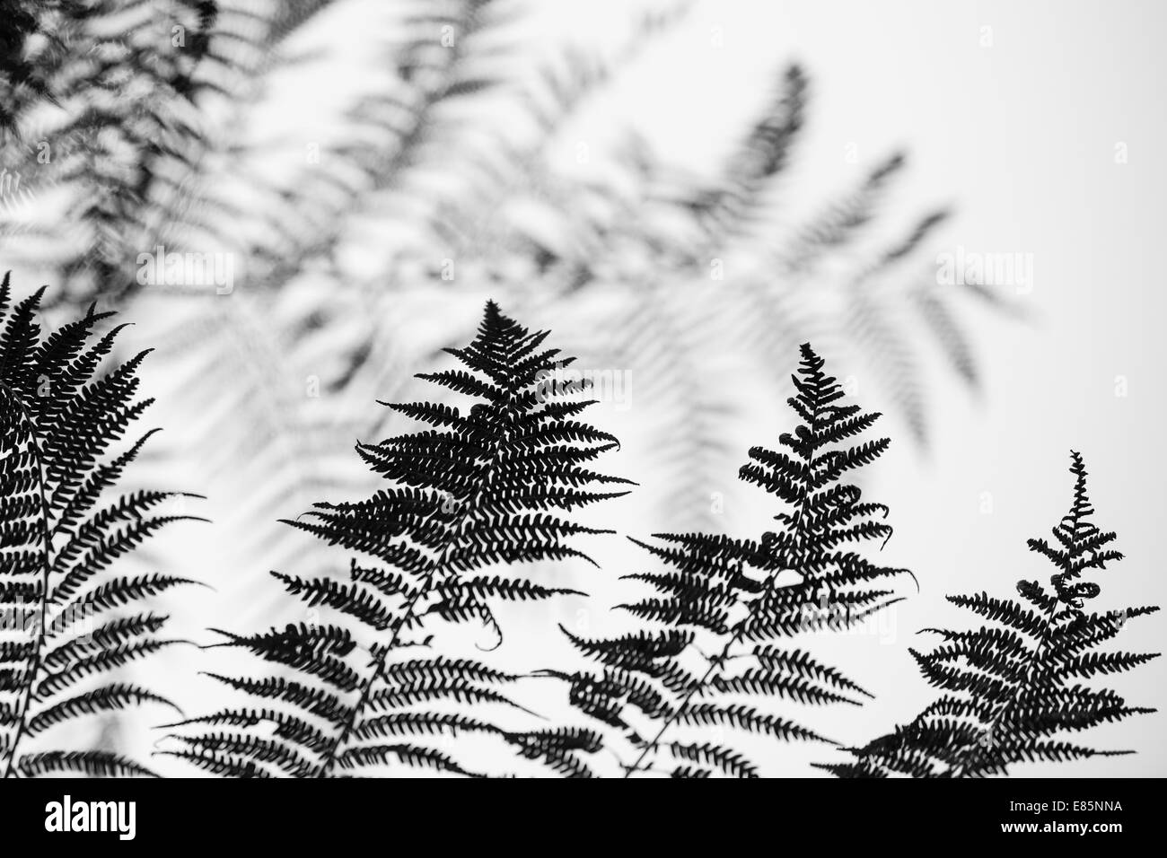 Albero di foglie di felce fotografata per fare un interessante immagine astratta Foto Stock