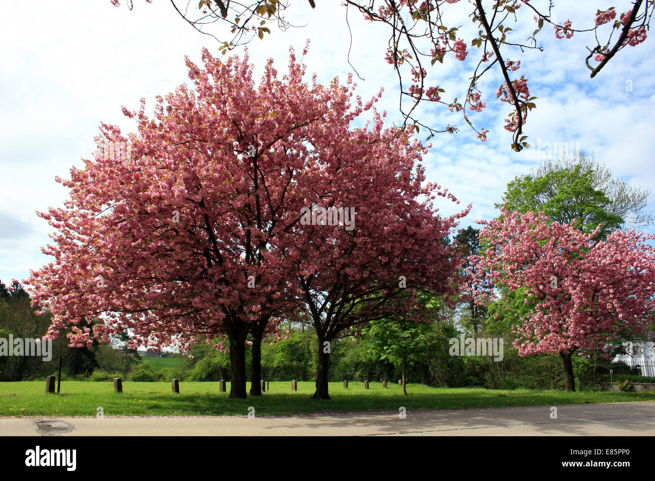 Wallonie, Mazy, Belgio, Europa Foto Stock