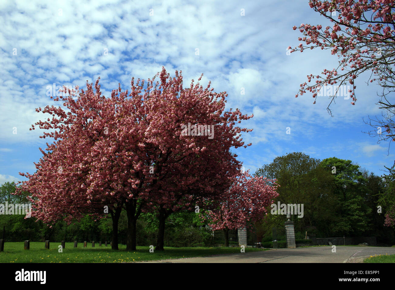 Wallonie, Mazy, Belgio, Europa Foto Stock