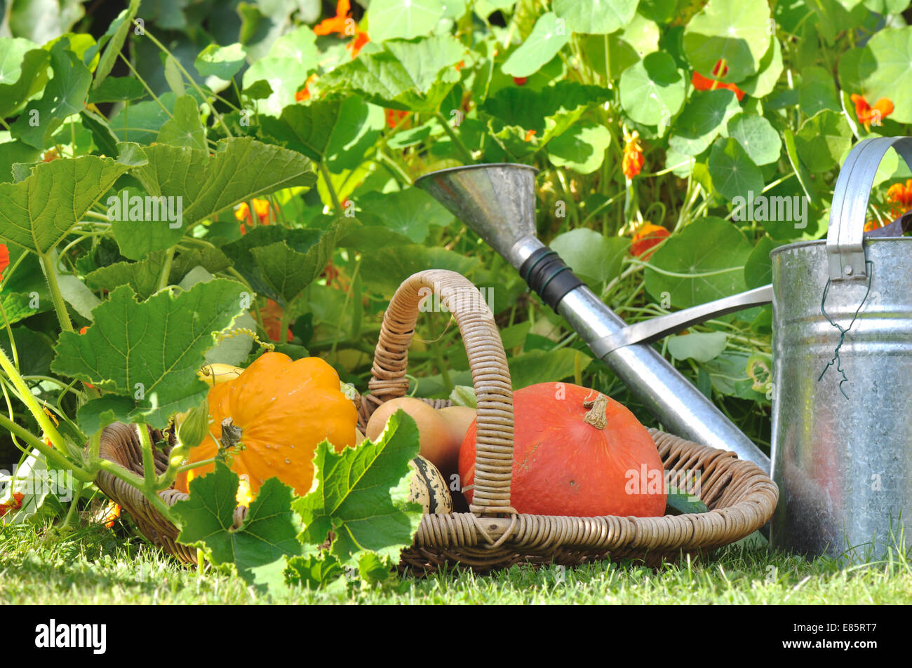 Cestello di differenti campi da squash nel giardino con annaffiatoio Foto Stock