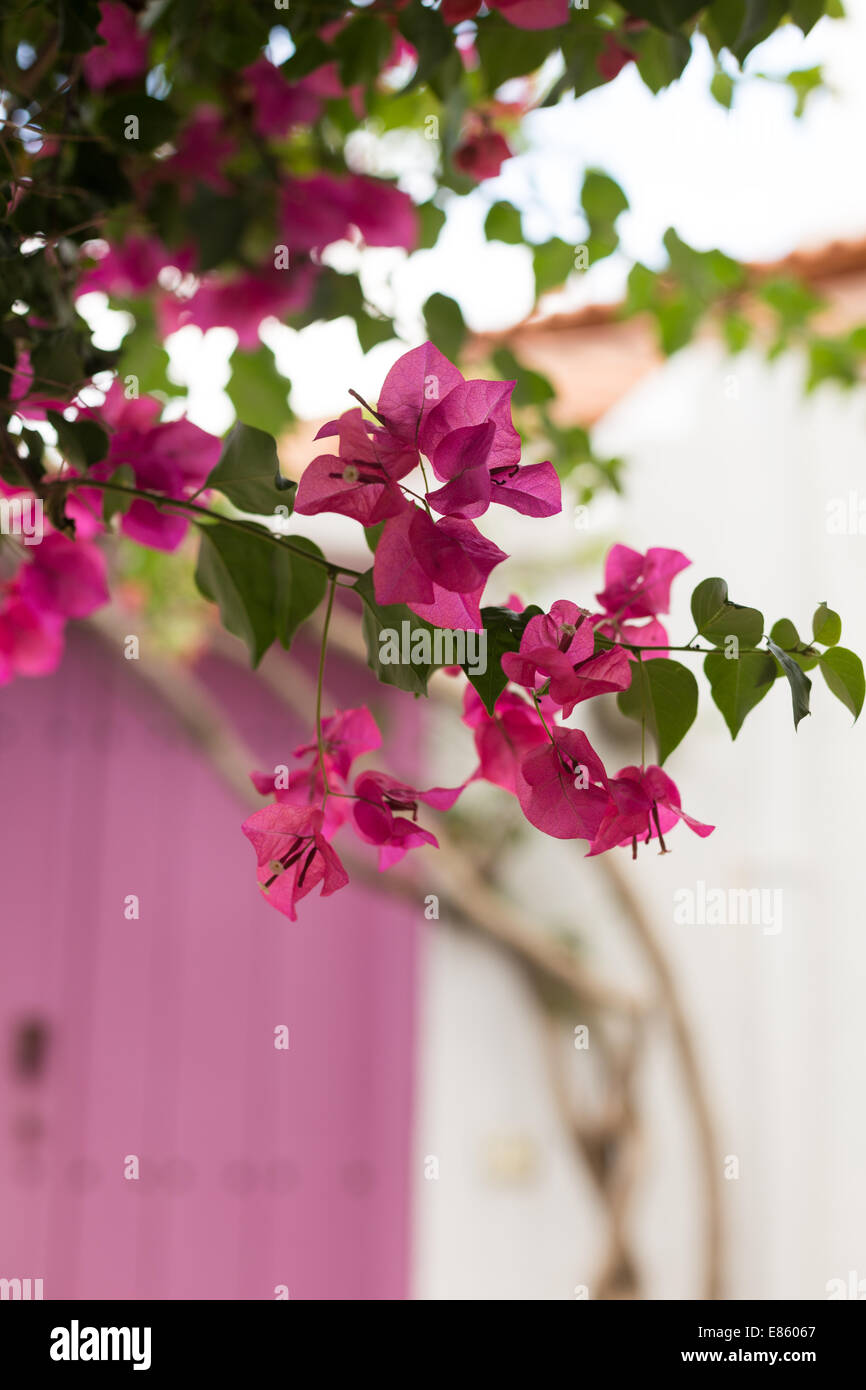 Porta Rosa a Skopelos, Grecia travel Foto Stock