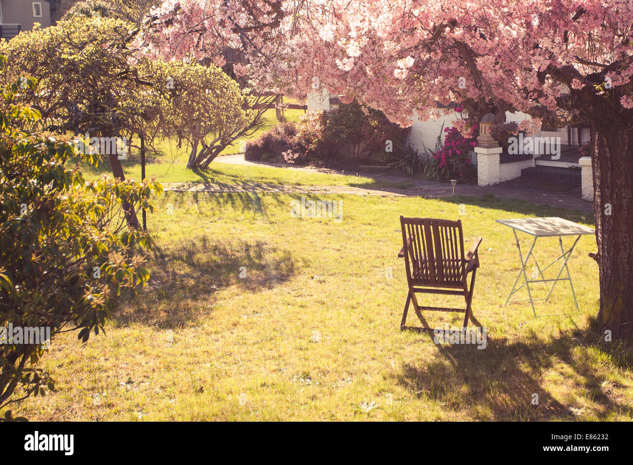 Una sedia in legno sotto l'ombra di un albero nel pieno fiore di un giardino Foto Stock