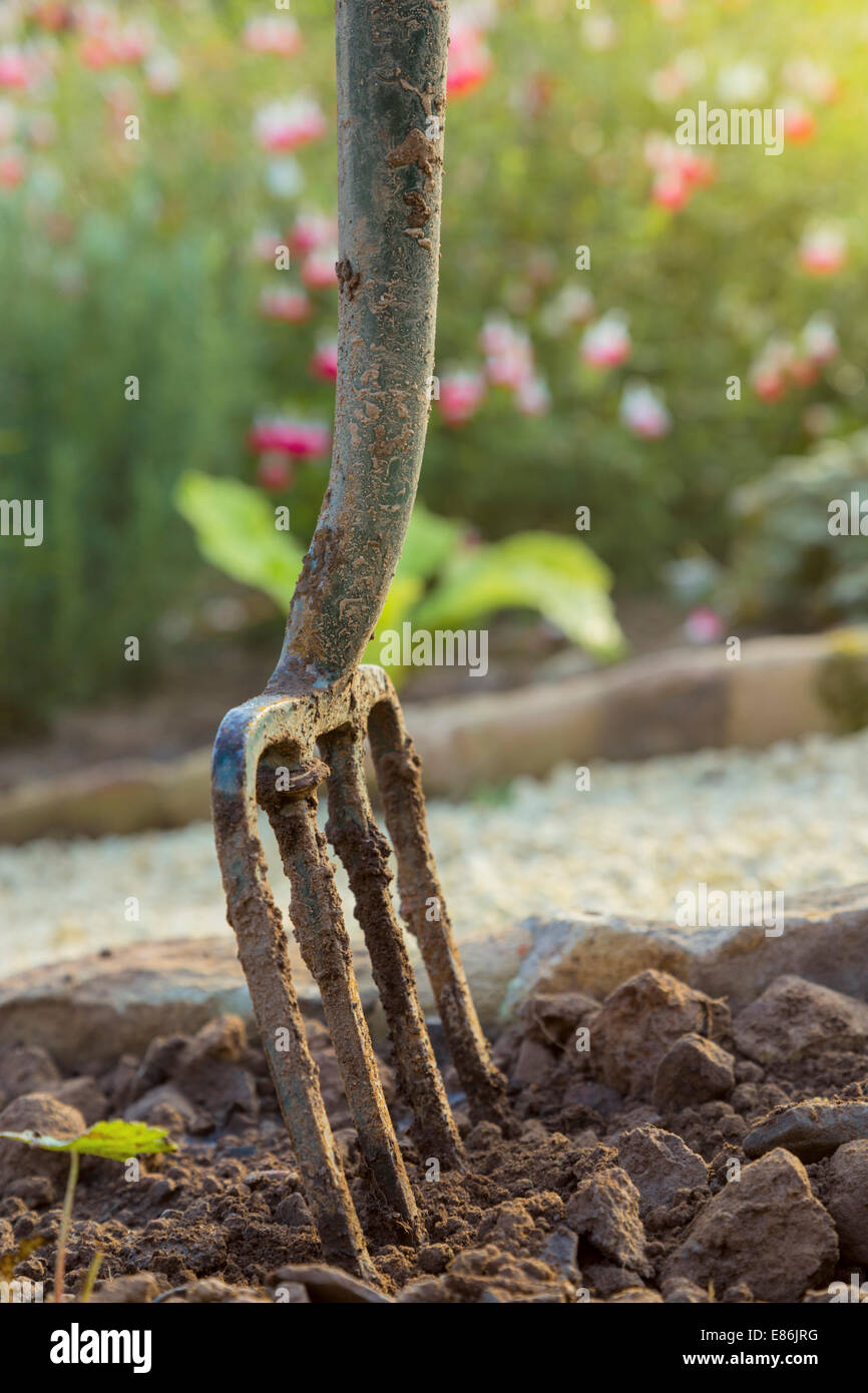 Giardino forca in un letto di fiori. Foto Stock