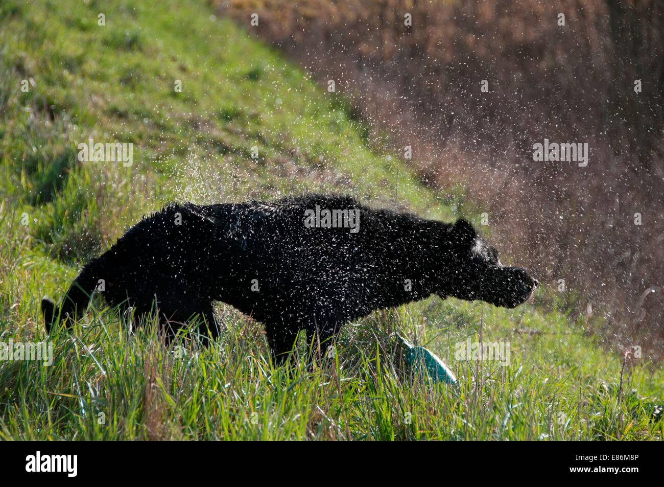 Un cane che gioca da bordo delle acque Foto Stock