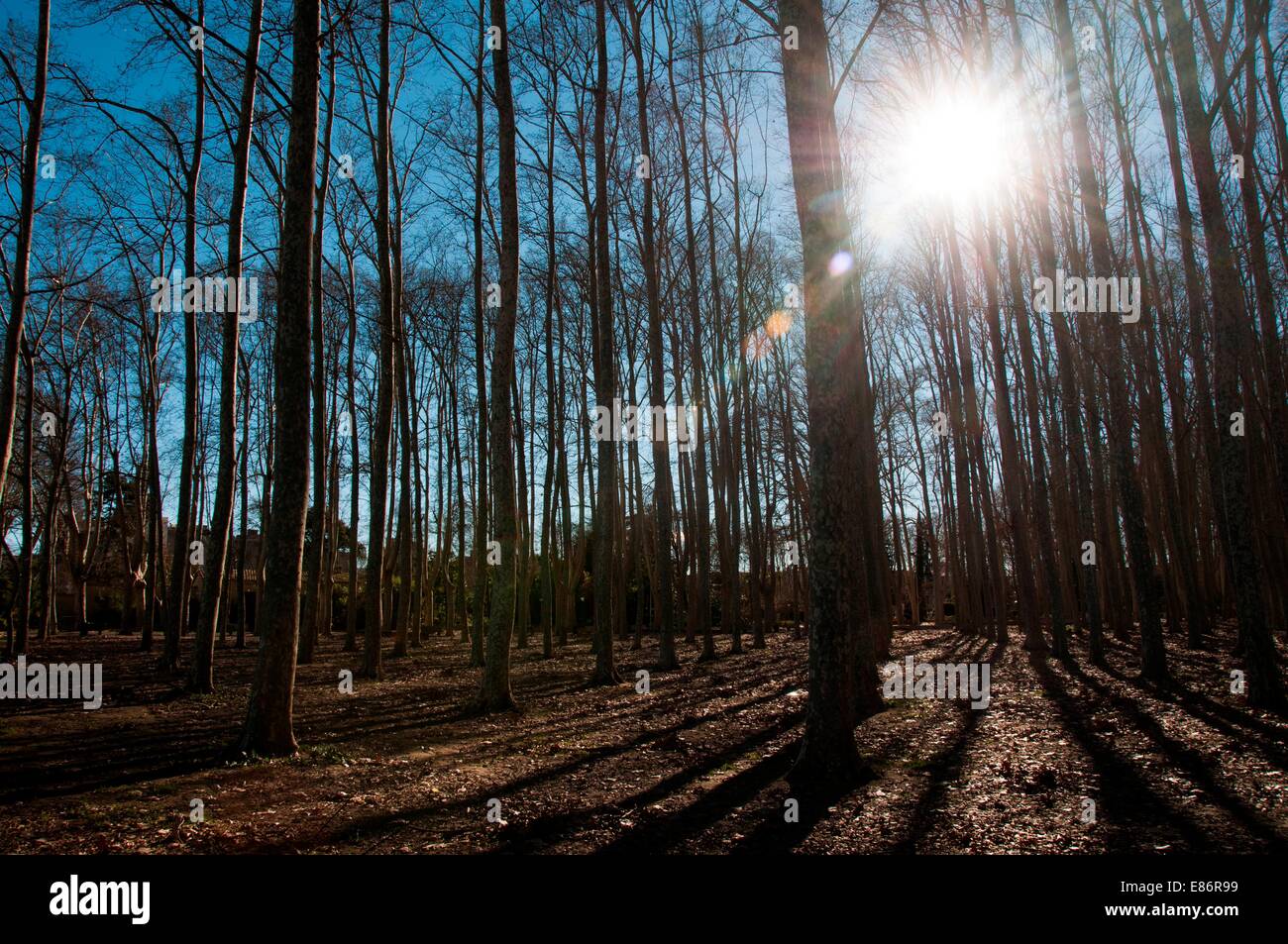 Un percorso di paese circondato da alberi Foto Stock