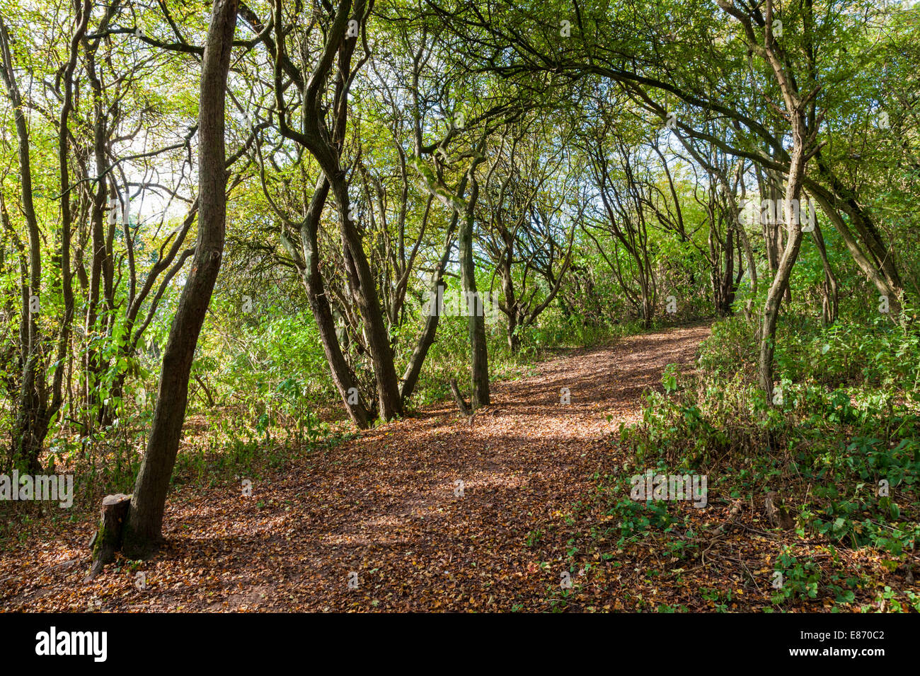 Il percorso coperto con foglie di autunno sotto il bosco di alberi a Colwick boschi, Nottingham, Inghilterra, Regno Unito Foto Stock