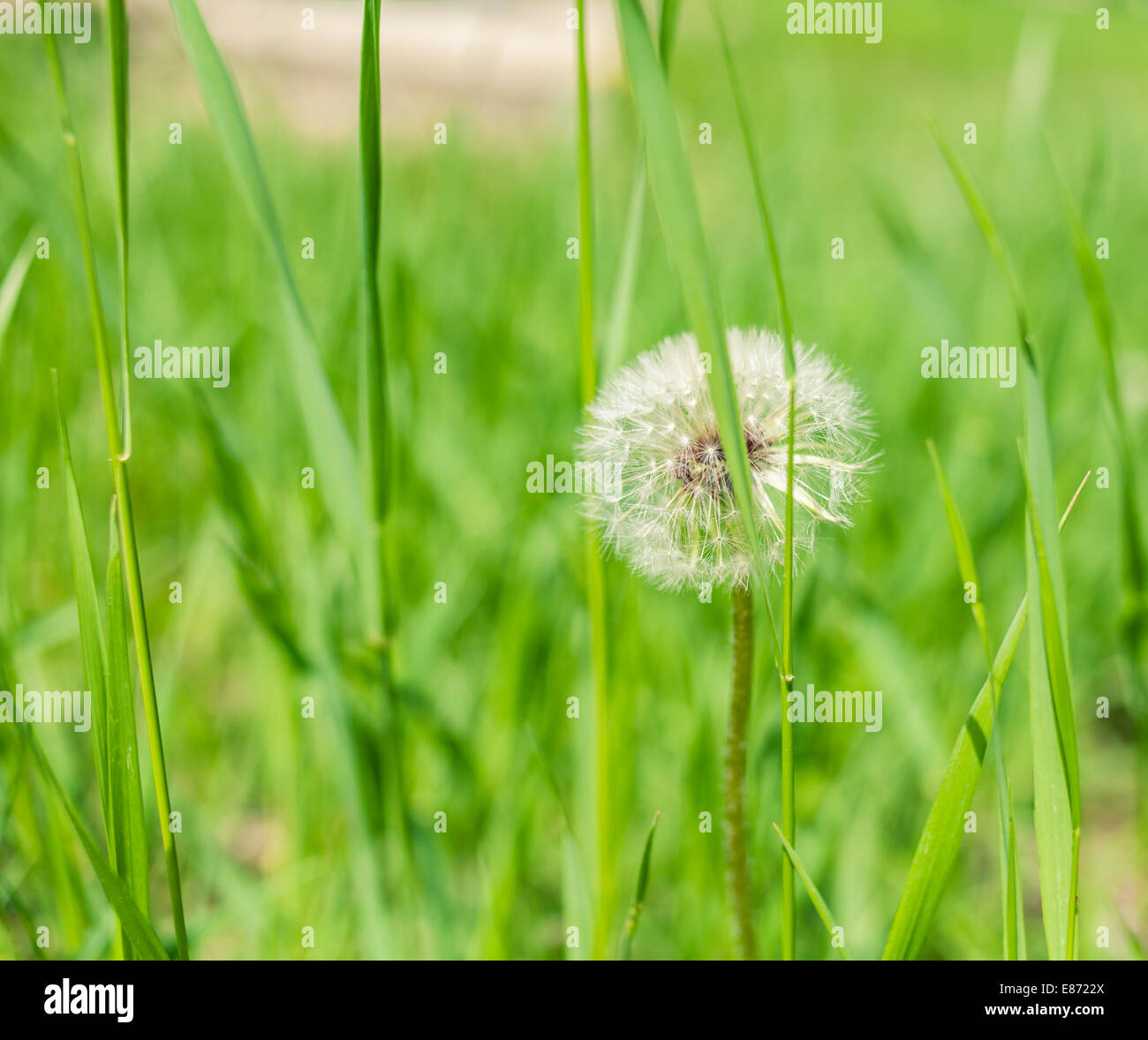 Dandellion fiore in erba Foto Stock