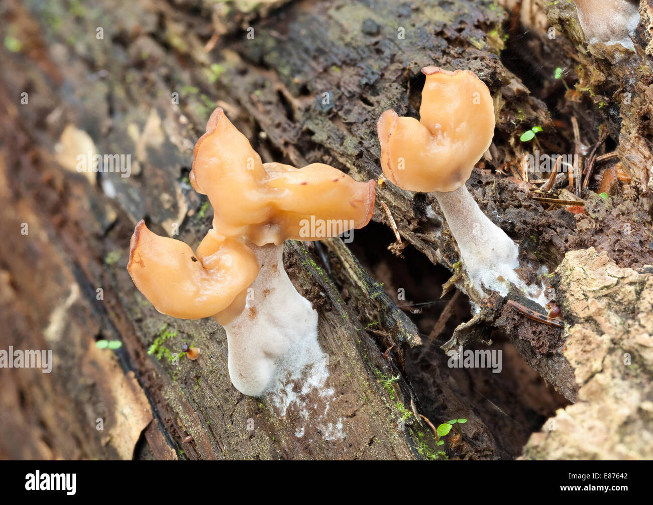 Incappucciati false fungo morel Foto Stock