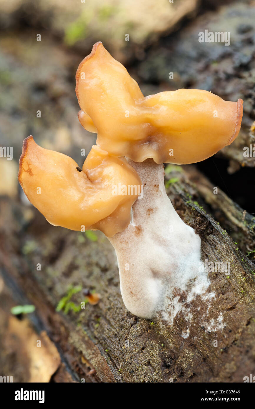 Incappucciati false fungo morel Foto Stock