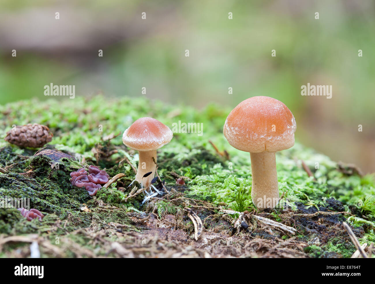 Autunno bello e mite di funghi Foto Stock