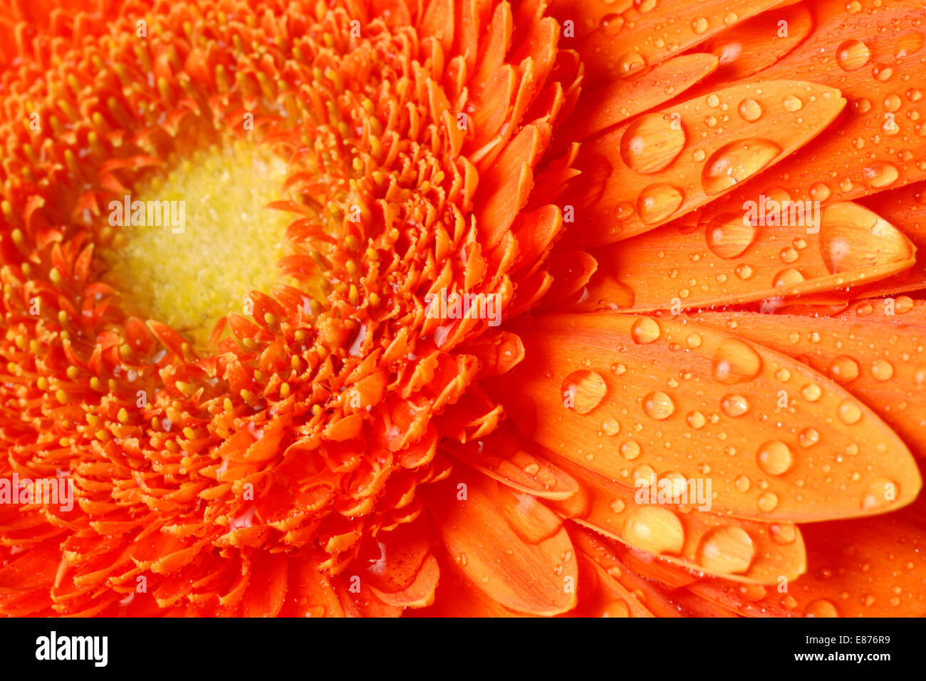 Orange daisy macro di fiori, petali con gocce di acqua Foto Stock