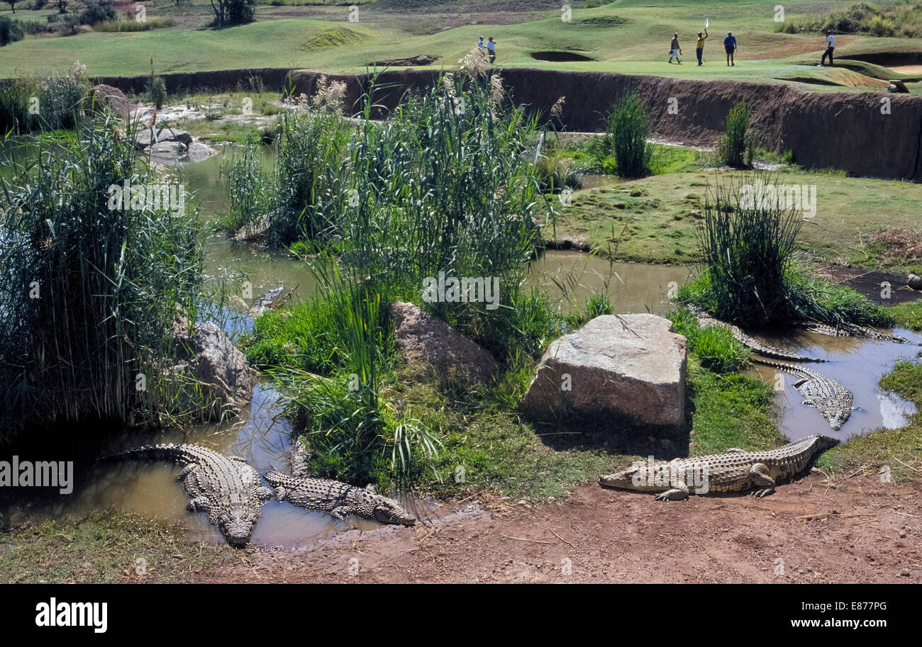 I coccodrilli sono un pauroso parte del pericolo in acqua al tredicesimo foro della città perduta Golf Course a Sun City Resort nel nord ovest della provincia, Sud Africa. Foto Stock