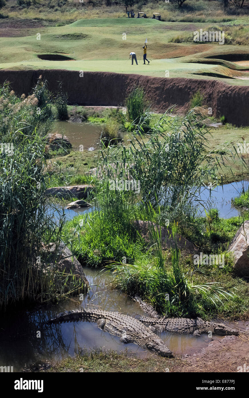 I coccodrilli sono un pauroso parte del pericolo in acqua al tredicesimo foro della città perduta Golf Course a Sun City Resort nel nord ovest della provincia, Sud Africa. Foto Stock