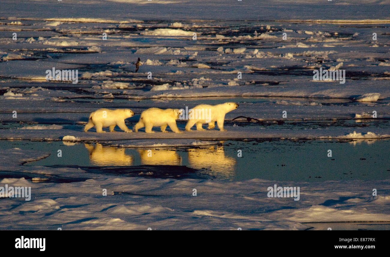 Gli orsi polari, una madre e due cuccioli di grandi dimensioni, sono drammaticamente riflessa come passeggia su aprire il pacco di ghiaccio in alta Arctic Foto Stock