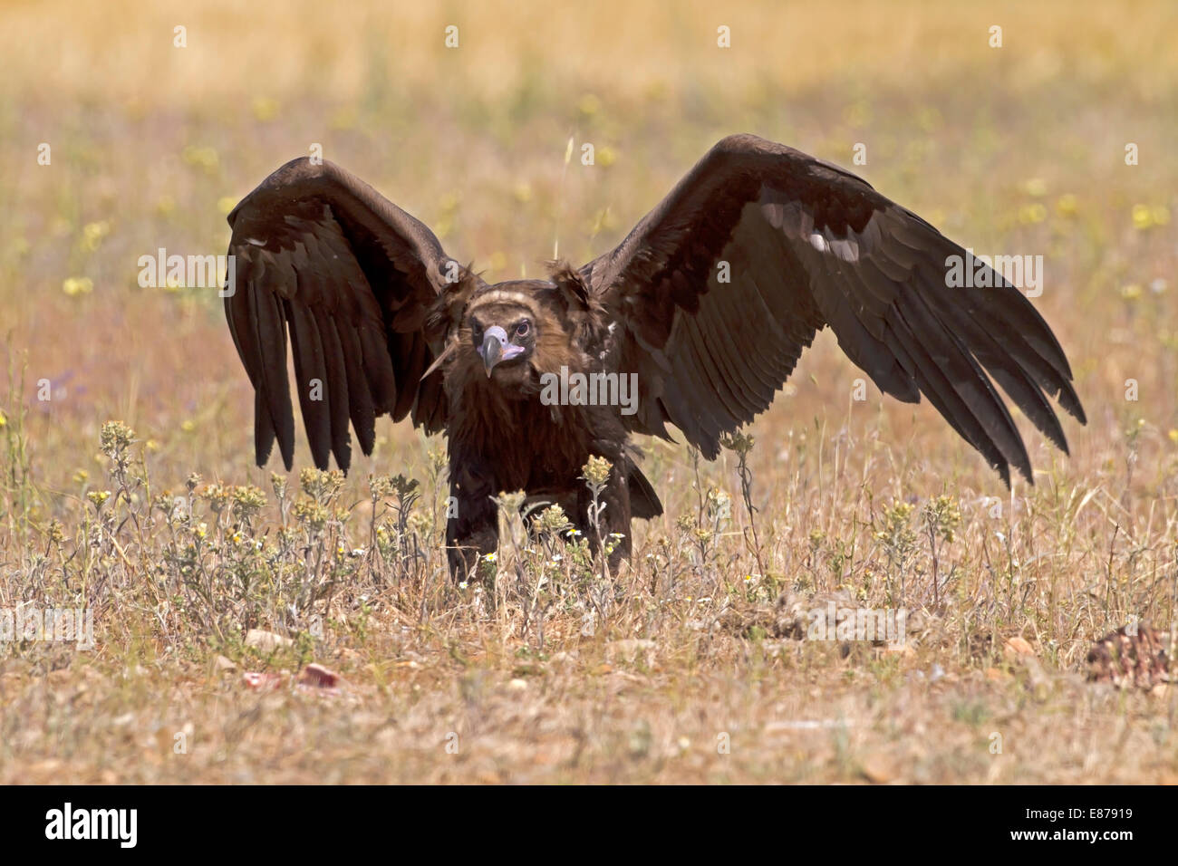 Eurasian nero, Cinereous o avvoltoio monaco - Aegypius monachus - bambino  Foto stock - Alamy