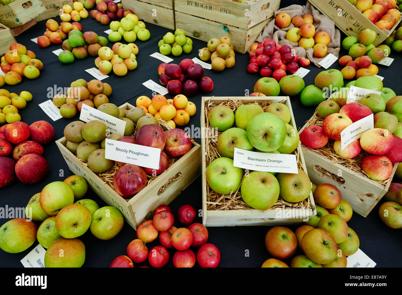 Diversi tipi di mele di sul Display a Malvern Autunno Mostra Worcestershire Foto Stock