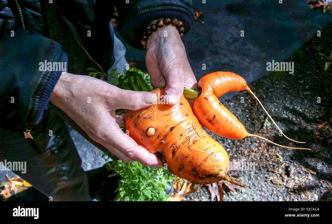 Giant carote coltivate nel giardino di casa. Si pesava 1,5 libbre (0,7 kg) Foto Stock