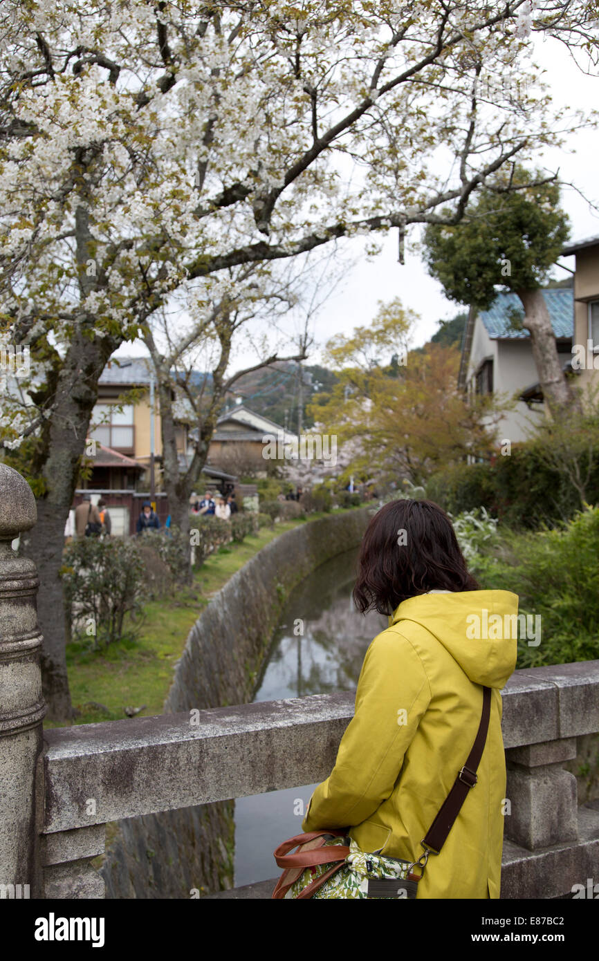 Fiore di Ciliegio, percorso di filosofi, Kyoto Foto Stock