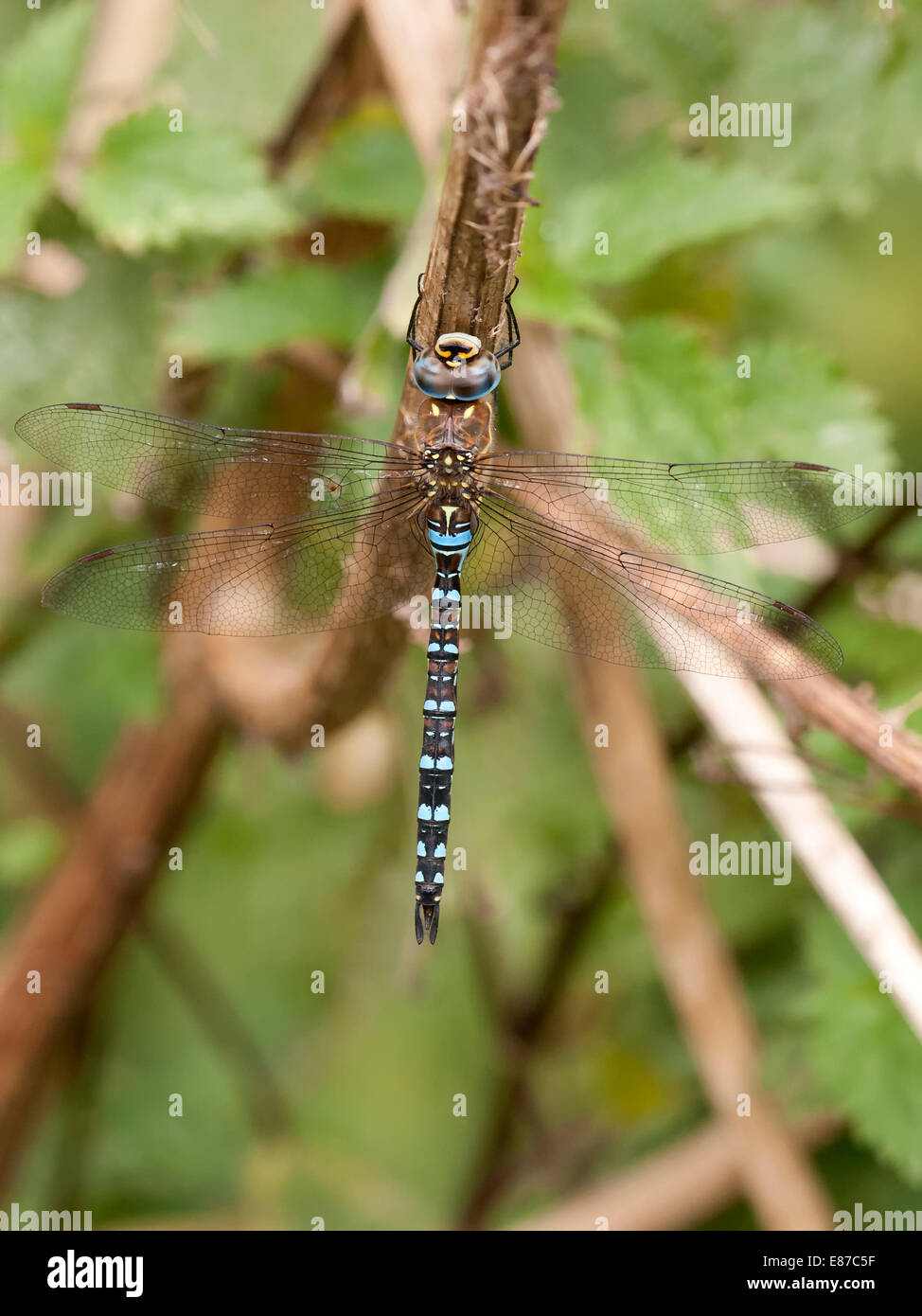 Un migrante hawker dragonfly ( Aeshna mixta ) in appoggio la chioma di un albero Foto Stock