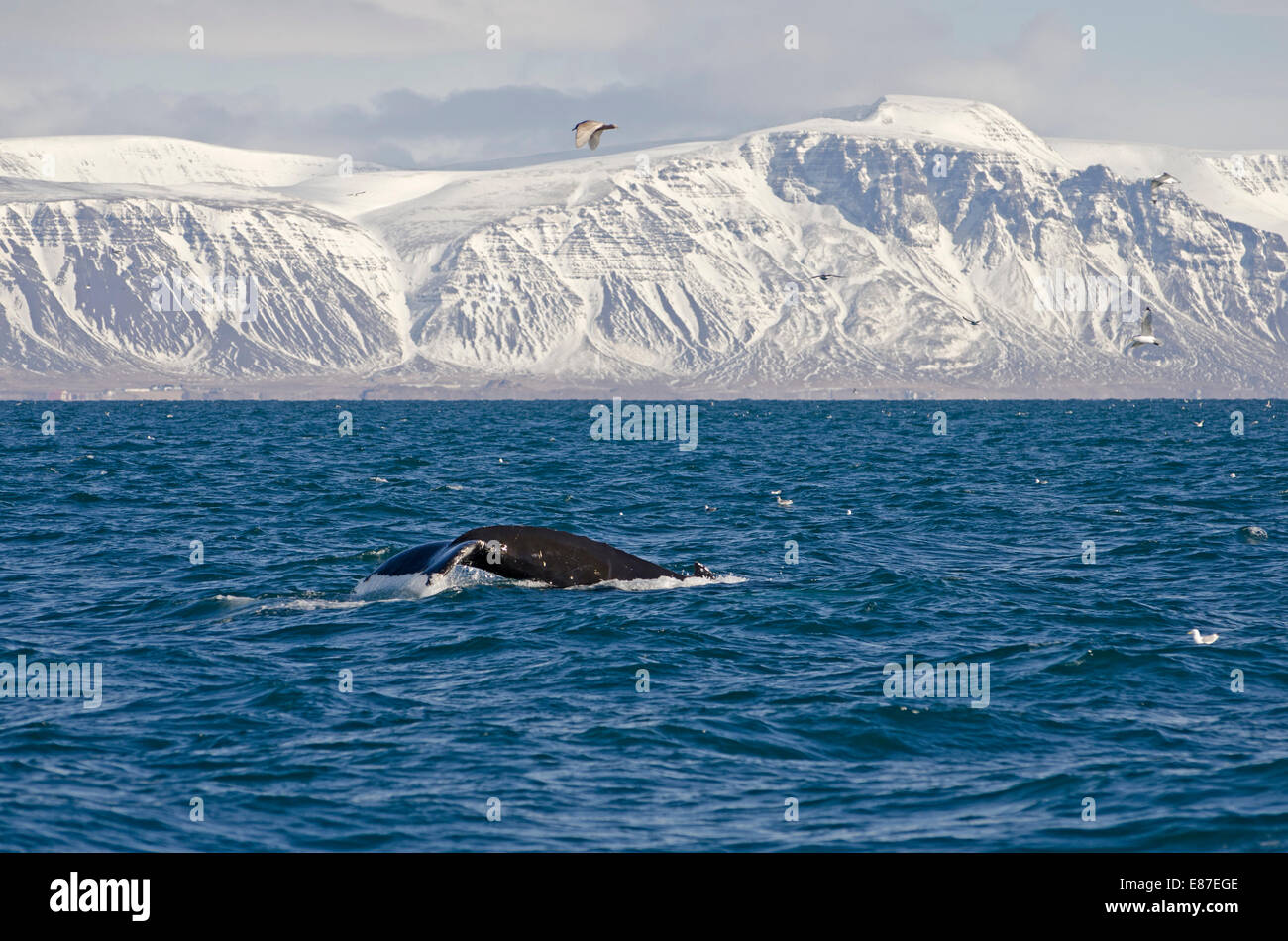 Humpback Whale (Megaptera novaeangliae), Faxafloi Bay, a sud-ovest dell'Islanda. Foto Stock