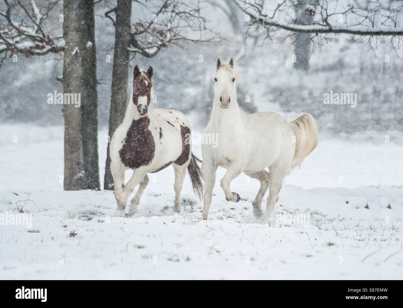 Appaloosa e cavalli Pinto eseguire una sfrenata nel campo nevoso Foto Stock