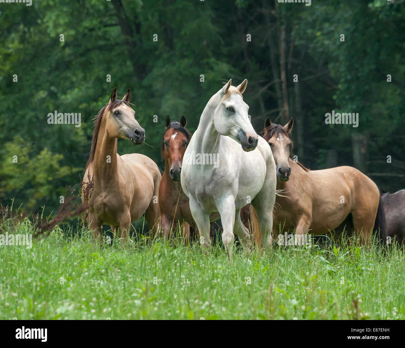 Allevamento di varie razze di cavalli nel verde lussureggiante del paddock Foto Stock