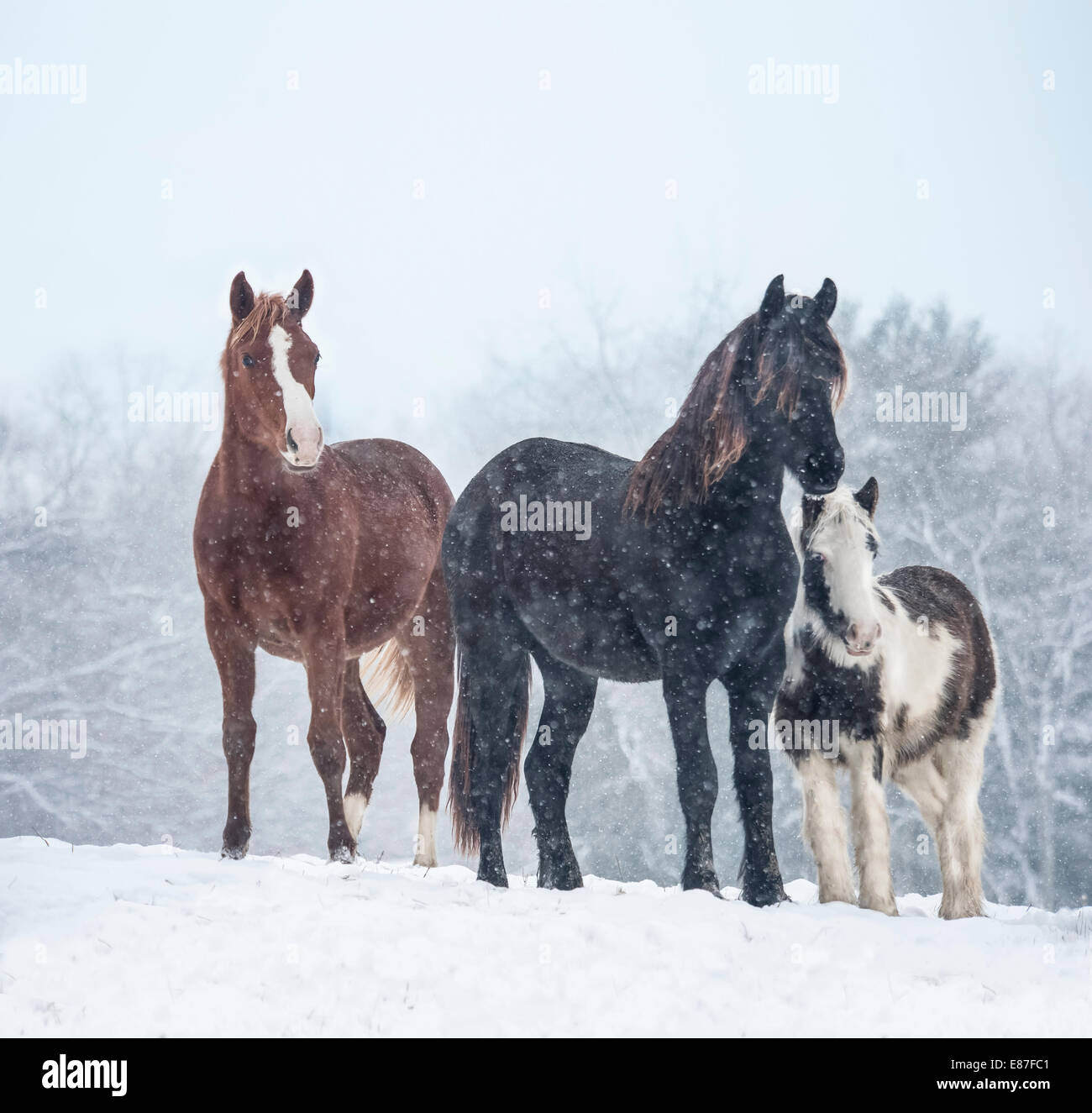Il frisone, Warmblood Zingaro e degli animali appena svezzati di cavallo nella neve Foto Stock