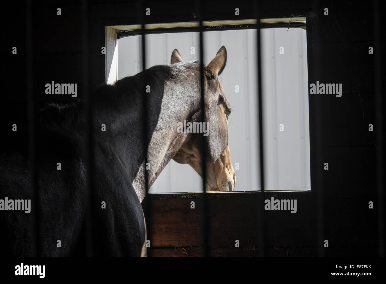 Cavallo a guardare fuori dalla finestra di stallo Foto Stock