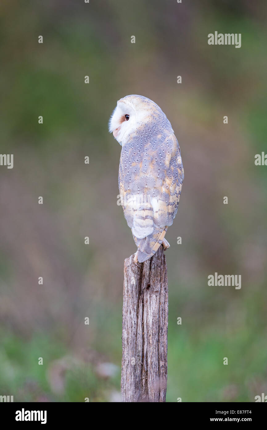Il barbagianni (Tyto alba) arroccato su una staccionata in legno post Foto Stock