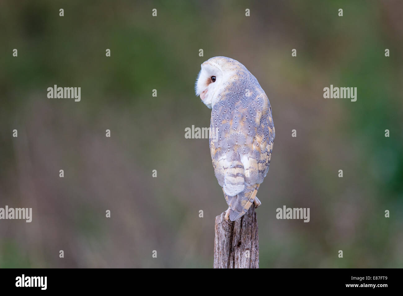 Il barbagianni (Tyto alba ) arroccato su una staccionata in legno post Foto Stock