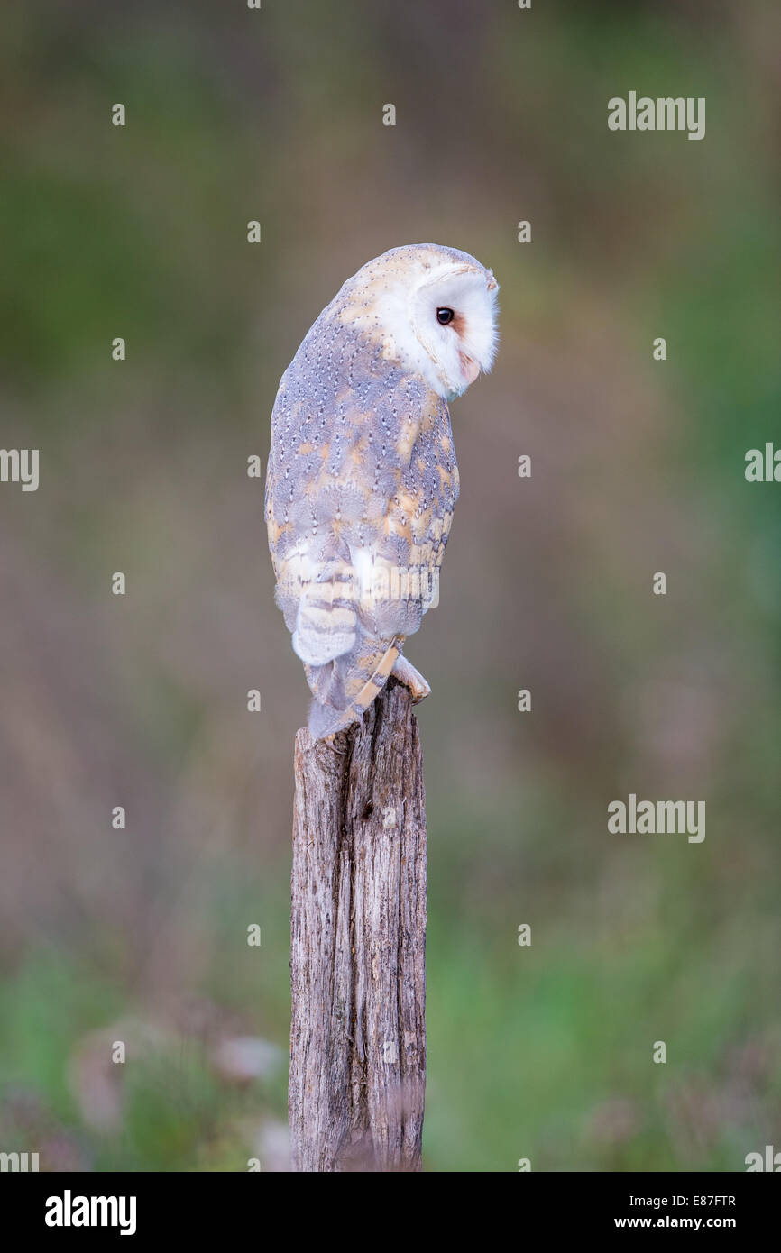 Il barbagianni (Tyto alba ) arroccato su una staccionata in legno post Foto Stock