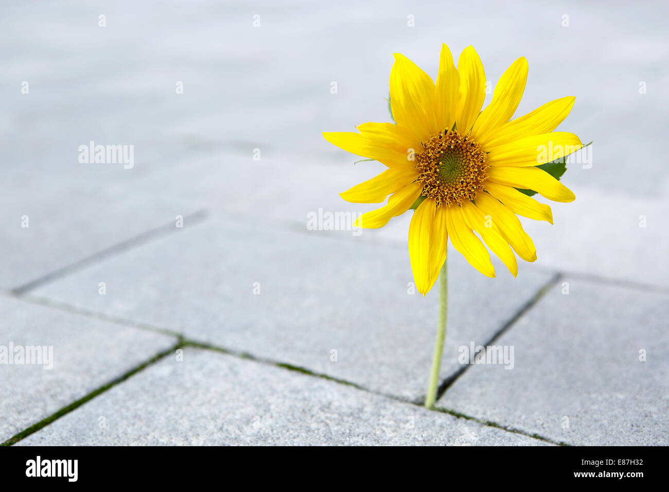 Bella forte girasole sta crescendo attraverso una massa di pietra Foto Stock