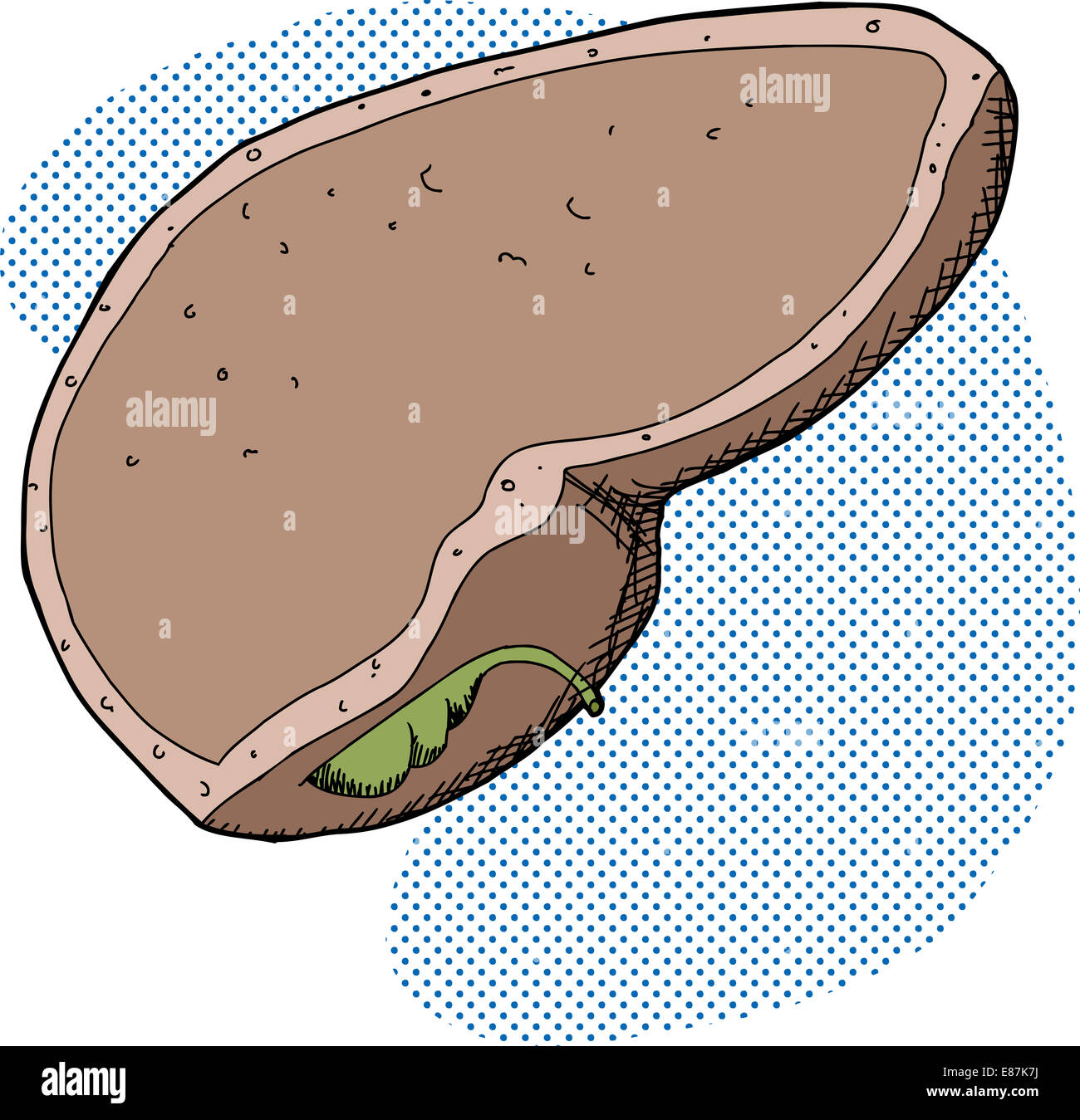 Disegnata a mano umana del fegato e della cistifellea Foto Stock